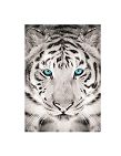 Leinwandbild «Tiger», 50x70 cm