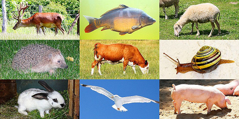 Montessori Biologie Tiere kennen lernen