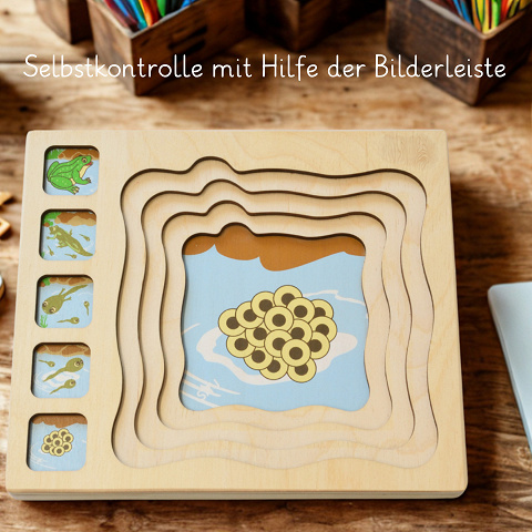 Lebenszyklus Puzzle zum Frosch