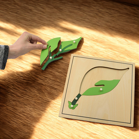 Biologie mit Montessori Material entdecken