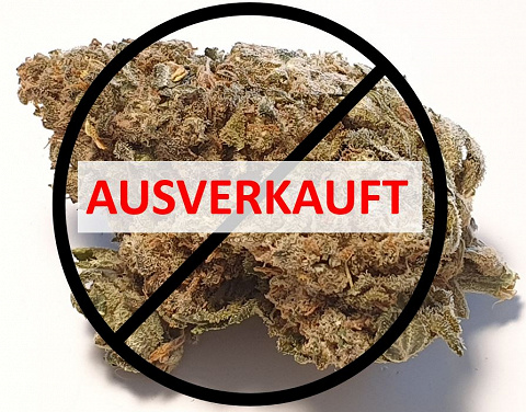CBD-Blüten Typ “Super Silver Haze“ mit ca. 3,9% CBD-Gehalt und <0,2% THC-Gehalt.