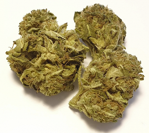 CBD-Blüten Typ “Therapy“ mit ca. 5,5% CBD-Gehalt und <0,2% THC-Gehalt